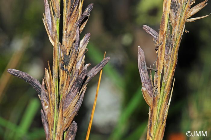 Claviceps purpurea var. spartinae