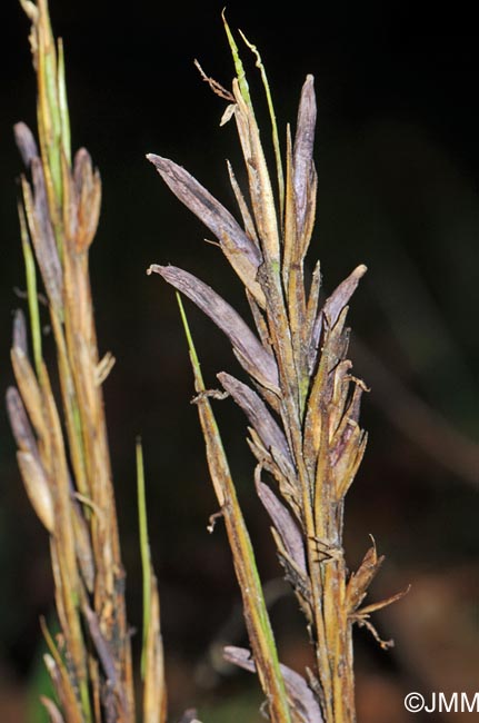 Claviceps purpurea var. spartinae