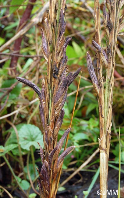 Claviceps purpurea var. spartinae