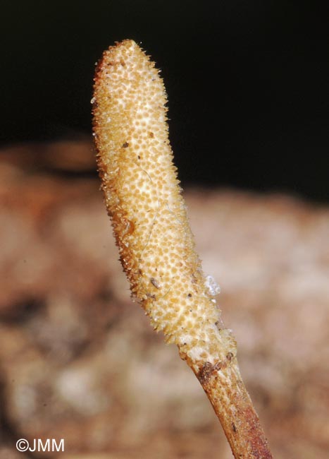 Cordyceps bifusispora