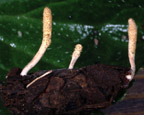 Cordyceps bifusispora