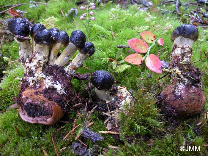 Tolypocladium capitatum = Elaphocordyceps capitata = Cordyceps capitata