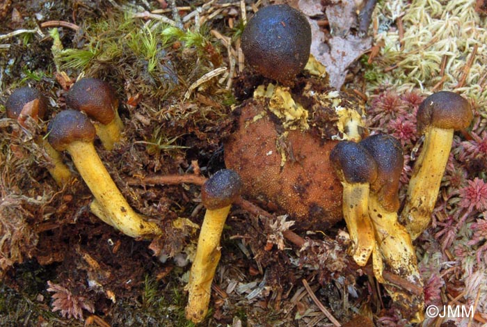 Tolypocladium capitatum = Elaphocordyceps capitata = Cordyceps capitata