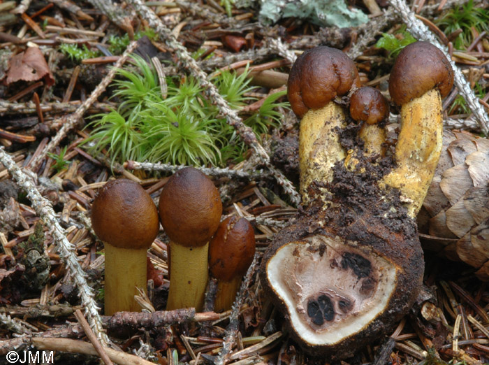 Tolypocladium capitatum = Elaphocordyceps capitata = Cordyceps capitata