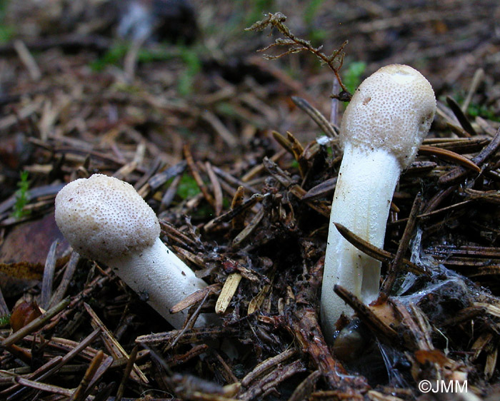 Tolypocladium capitatum f. axanthum = Cordyceps capitata f. axantha