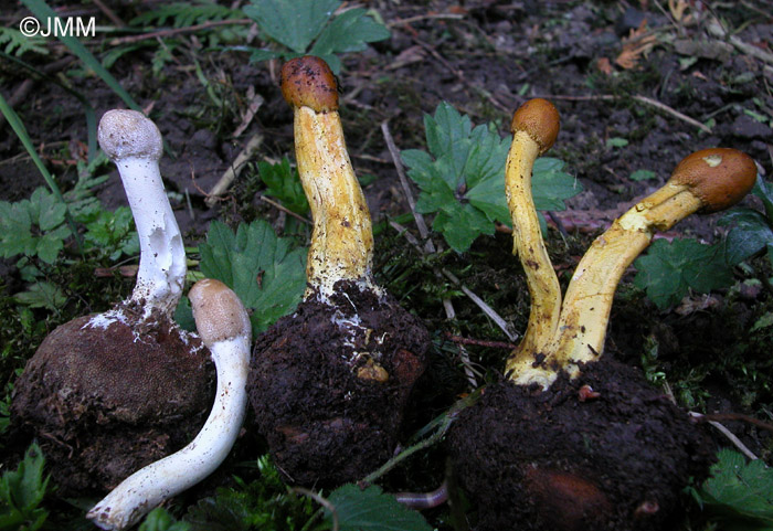 Tolypocladium capitatum type & f. axanthum