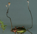 Ophiocordyceps entomorrhiza