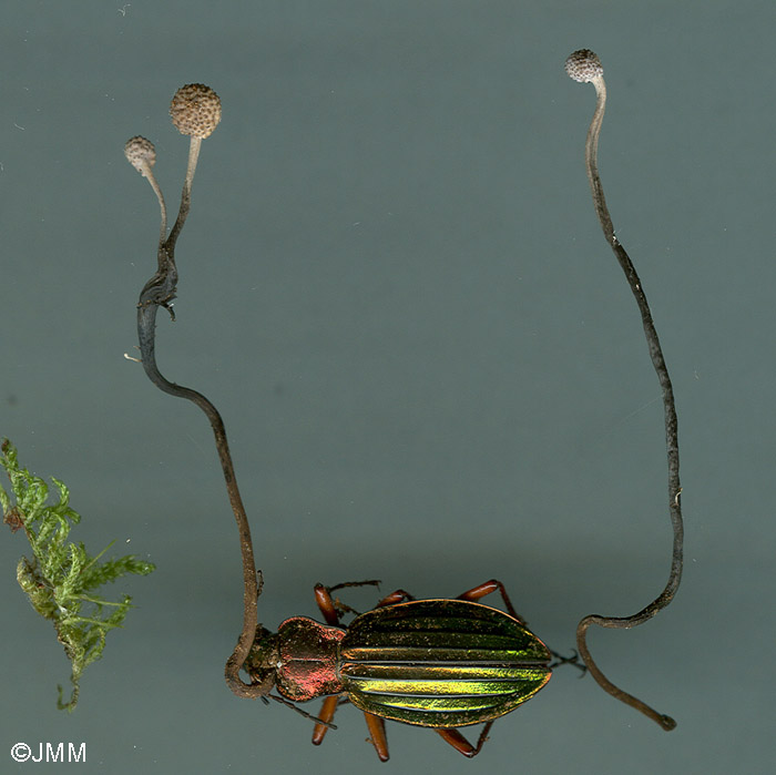 Ophiocordyceps entomorrhiza sur Carabus auratus