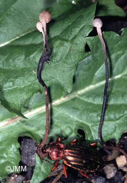 Ophiocordyceps entomorrhiza sur Carabus auratus