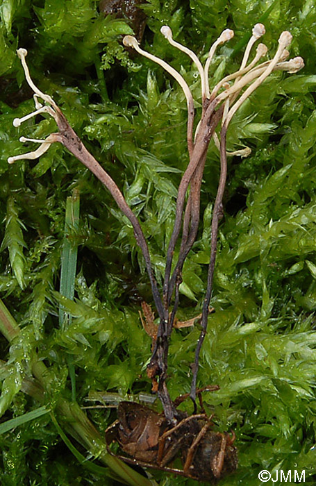 Ophiocordyceps entomorrhiza