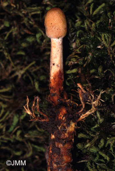 Ophiocordyceps gracilis