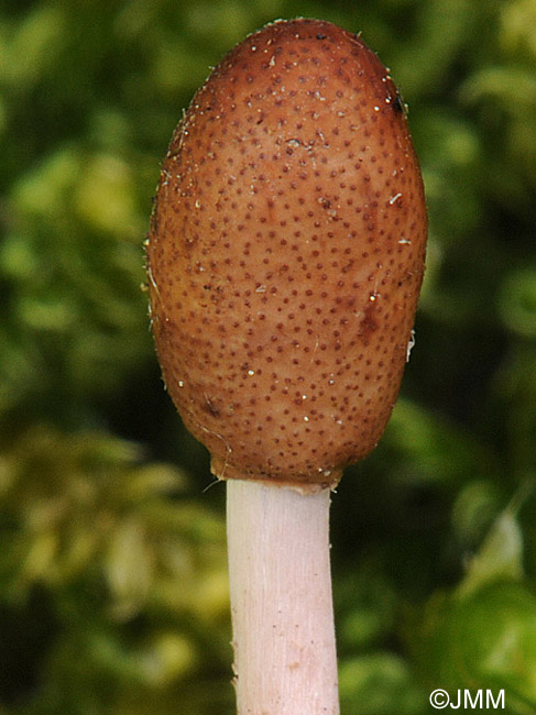 Ophiocordyceps larvicola