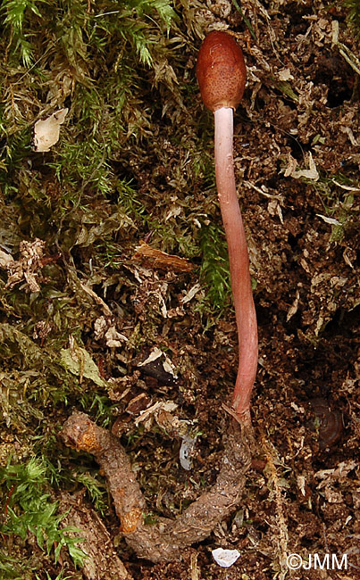 Ophiocordyceps larvicola