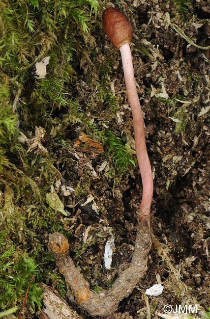 Ophiocordyceps larvicola