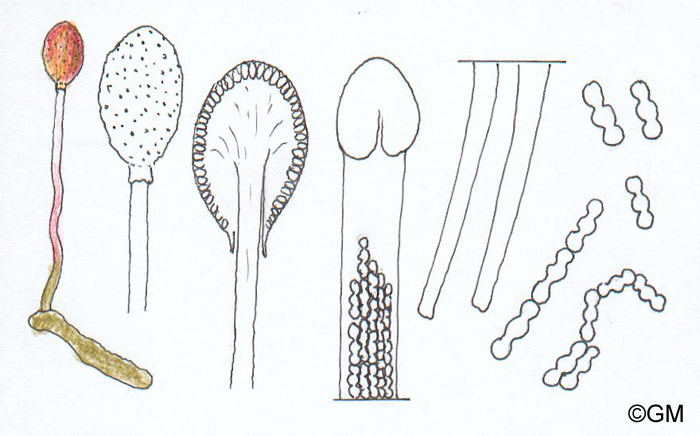 Ophiocordyceps larvicola