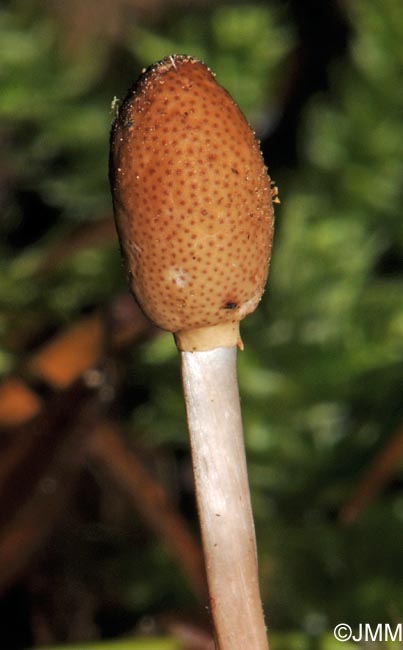 Ophiocordyceps larvicola