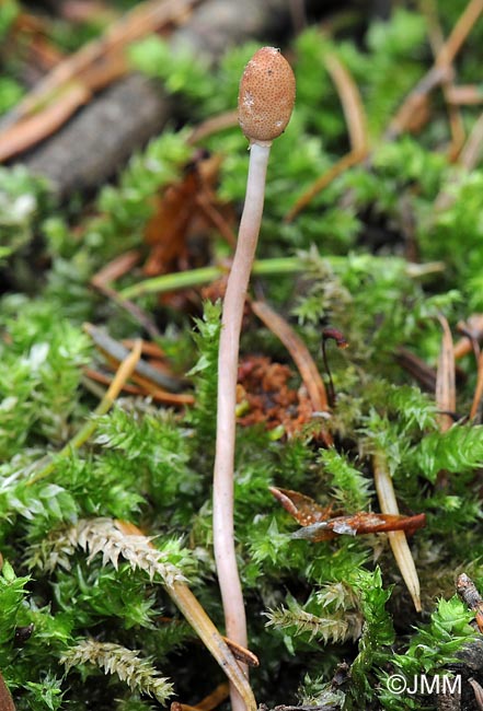 Ophiocordyceps larvicola