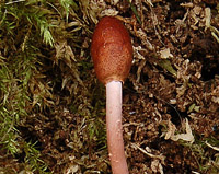 Ophiocordyceps larvicola