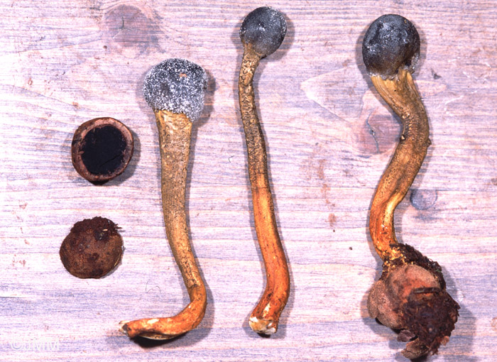 Tolypocladium longisegmentum = Elaphocordyceps longisegmentis = Cordyceps longisegmentis