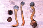 Cordyceps longisegmentis