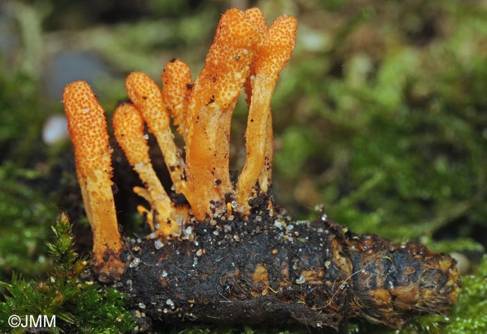 Cordyceps militaris