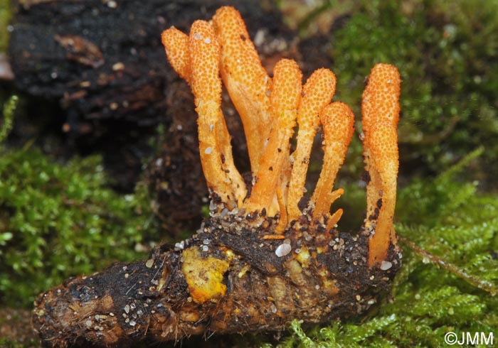 Cordyceps militaris