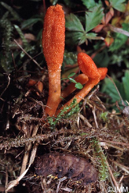 Cordyceps militaris