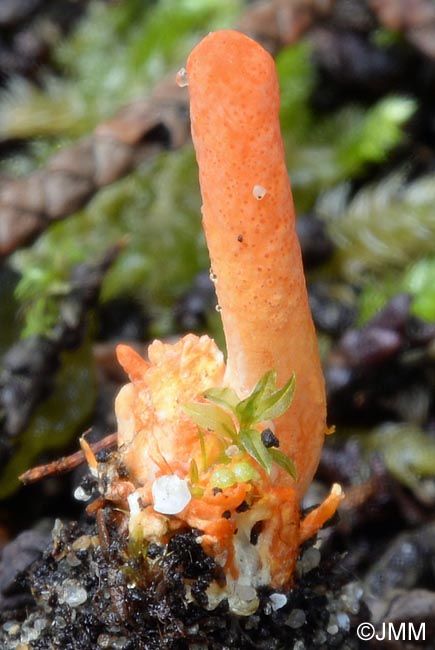 Cordyceps militaris