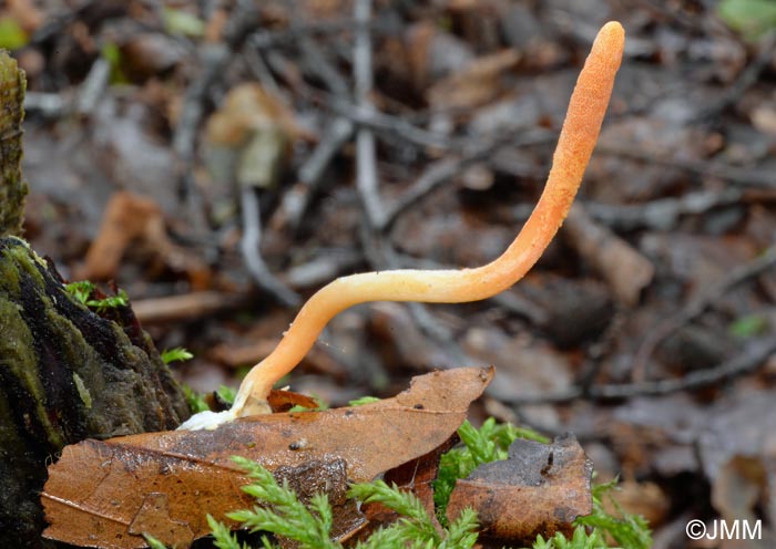 Cordyceps militaris