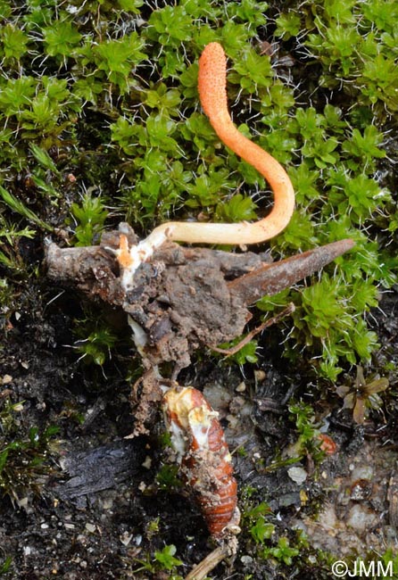 Cordyceps militaris