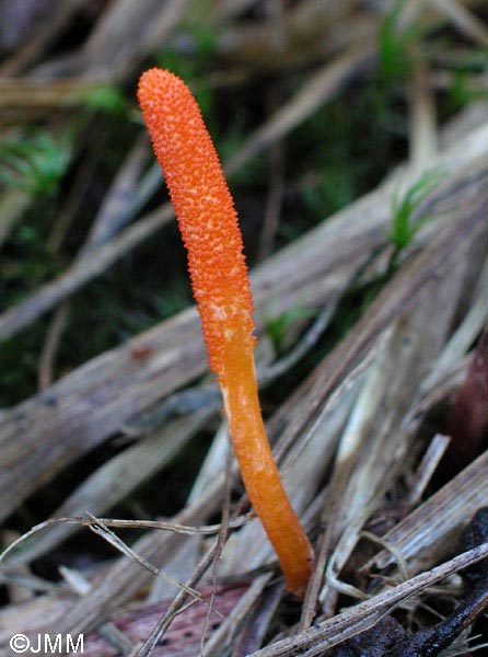 Cordyceps militaris