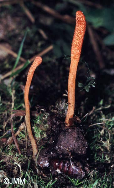 Cordyceps militaris