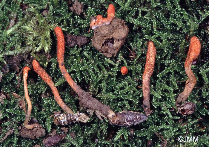 Cordyceps militaris