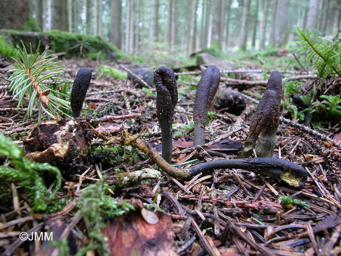 Tolypocladium ophioglossoides = Elaphocordyceps ophioglossoides = Cordyceps ophioglossoides