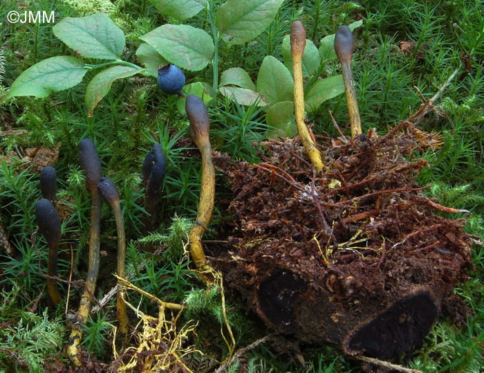 Tolypocladium ophioglossoides = Elaphocordyceps ophioglossoides = Cordyceps ophioglossoides