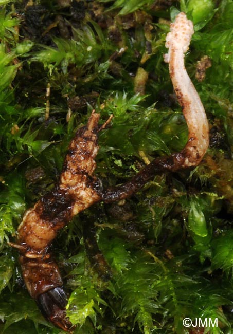 Ophiocordyceps superficialis