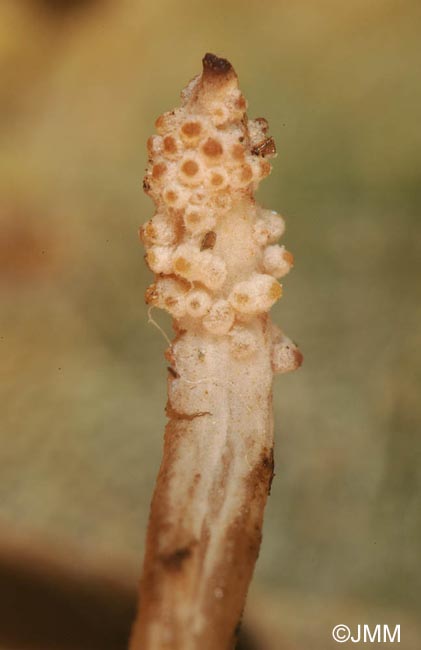 Ophiocordyceps superficialis