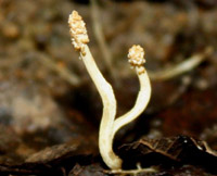 Ophiocordyceps superficialis