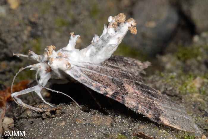 Cordyceps tuberculata = Akanthomyces pistillariaeformis = Akanthomyces tuberculatus