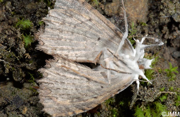 Cordyceps tuberculata = Akanthomyces pistillariaeformis = Akanthomyces tuberculatus