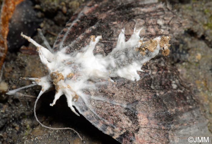 Cordyceps tuberculata = Akanthomyces pistillariaeformis = Akanthomyces tuberculatus