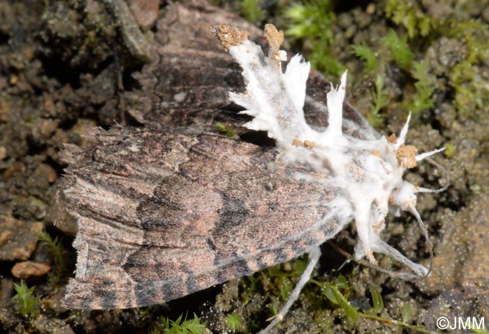 Cordyceps tuberculata = Akanthomyces pistillariaeformis = Akanthomyces tuberculatus