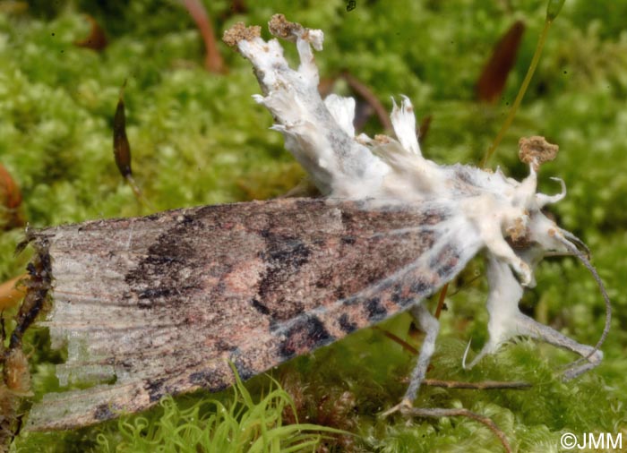 Cordyceps tuberculata = Akanthomyces pistillariaeformis = Akanthomyces tuberculatus