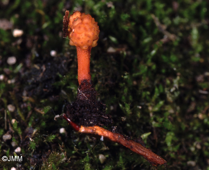 Ophiocordyceps variabilis