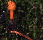 Ophiocordyceps variabilis