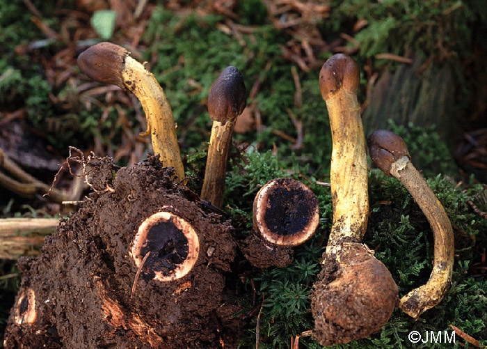 Tolypocladium capitatum = Elaphocordyceps capitata = Cordyceps capitata