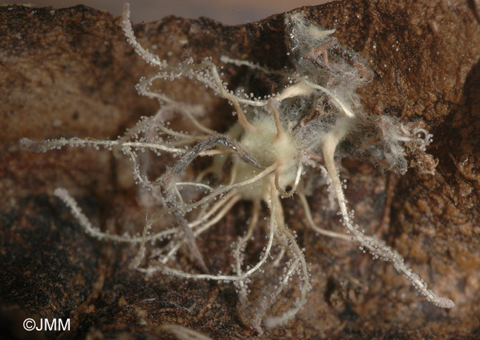 Gibellula pulchra sur araignée