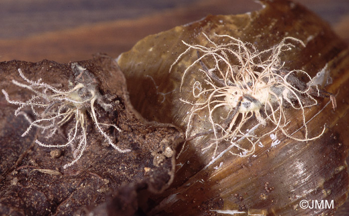 Gibellula pulchra sur araignes