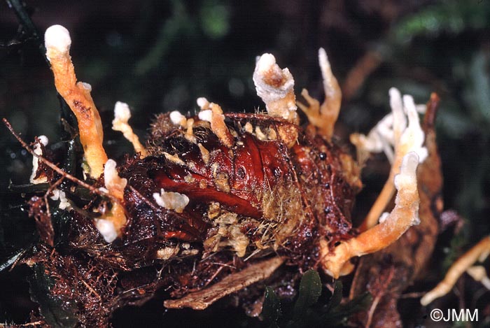 Cordyceps memorabilis = Isaria farinosa