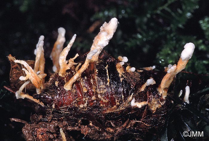 Cordyceps memorabilis = Isaria farinosa